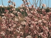 Viburnum bodnantense 